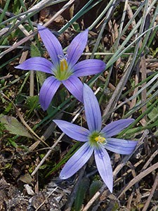 Sand Crocus - Romulea sp. © John Muddeman